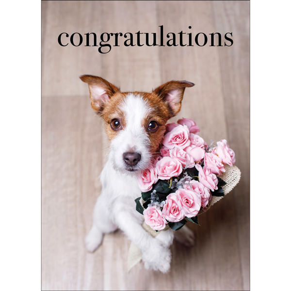 Dog greeting card - Congratulations to you