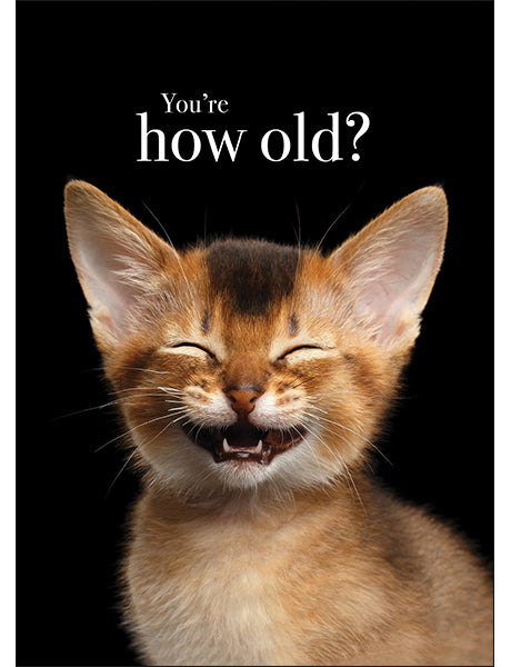 Kitten Animal Birthday Card - You're how old?