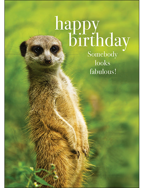 Meerkat Animal Birthday Card- Someone looks fabulous!